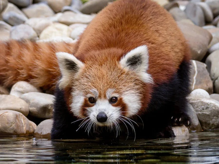Billet pour le Parc zoologique et botanique de Mulhouse (68)