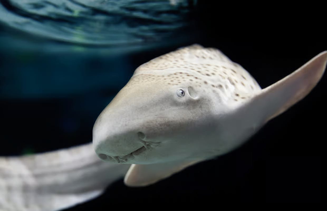 Aquarium de Lyon - billet d'entrée