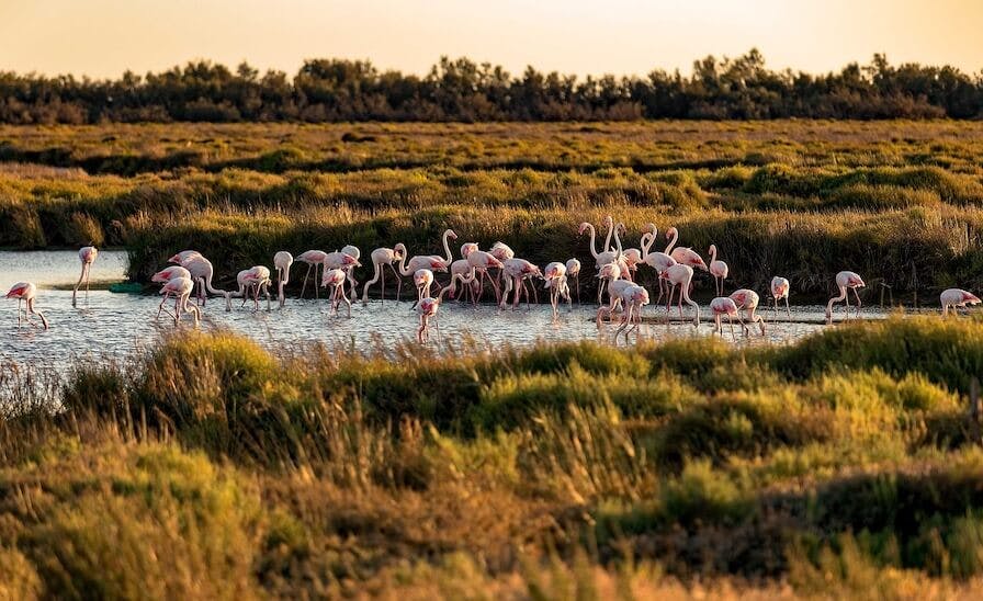 Flamants roses à l'automne en Camargue