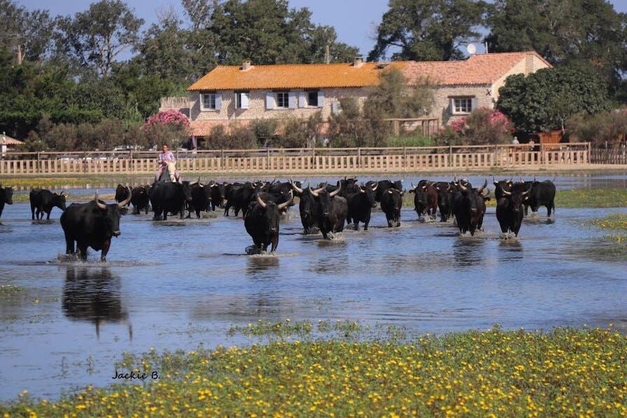 Manade des Baumelles chambres familiales en Camargue
