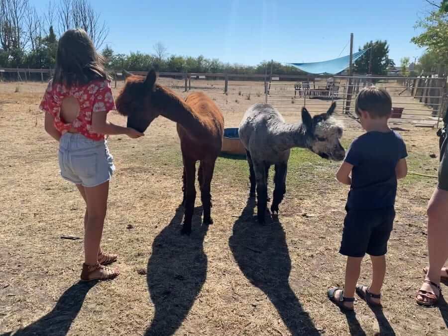 Découverte des alpagas et atelier de laine à Sanzay (79)