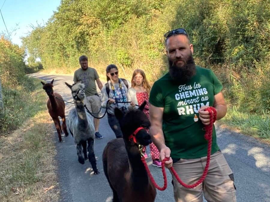 Promenade avec des alpagas à Sanzay (79)
