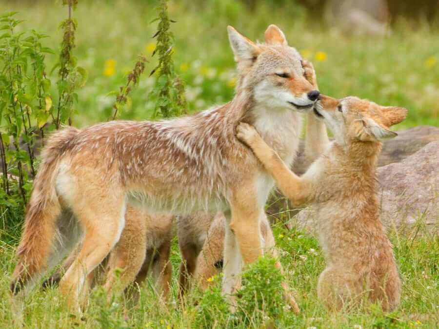 Parc animalier Sainte-Croix (57)