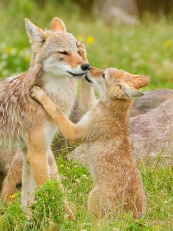 Parc animalier Sainte-Croix (57)