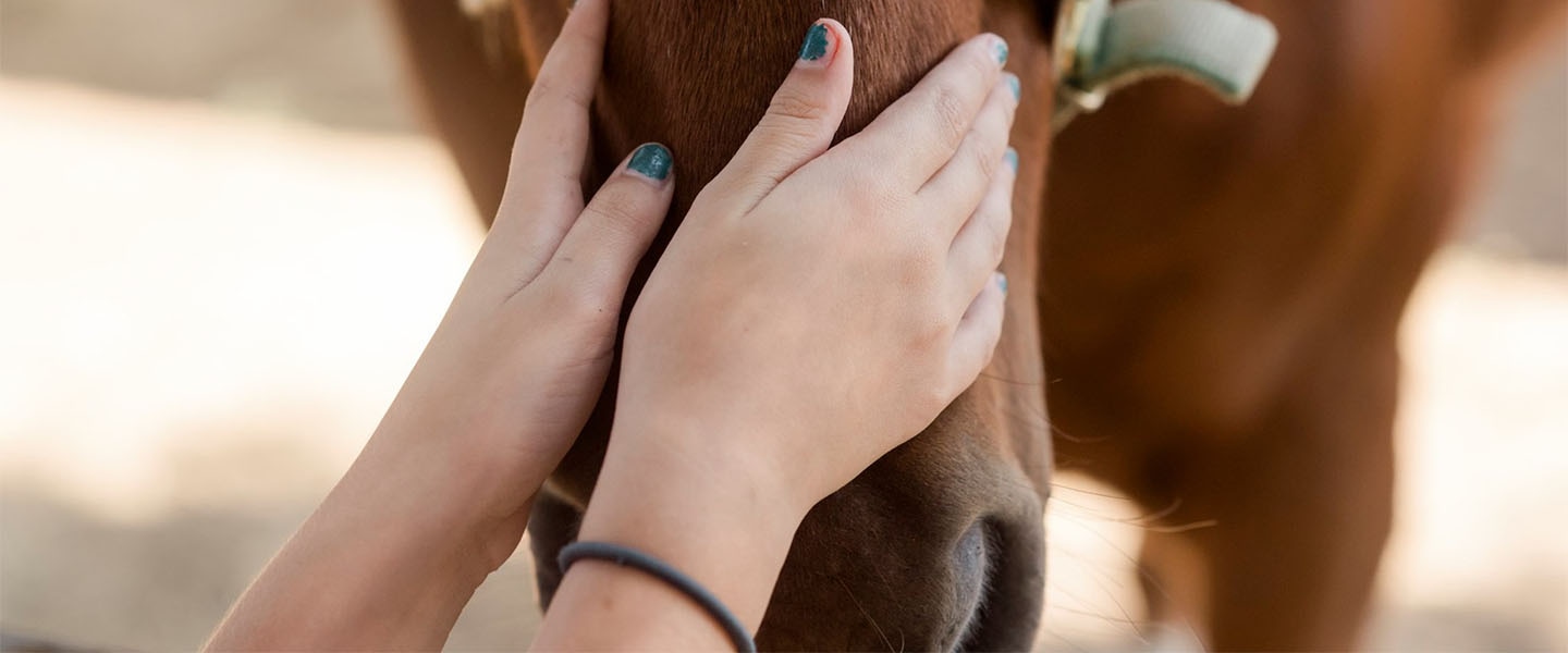 Las manos de una mujer acarician a un caballo.