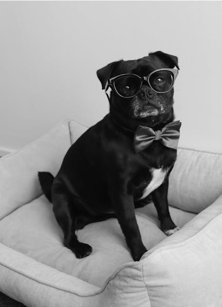 ROCCO