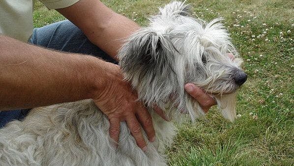 K9 SWiM - Osteopathy for the Senior Dog