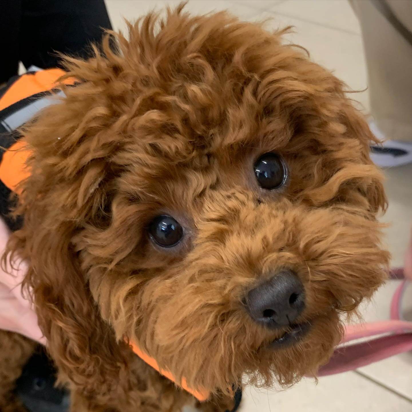 K9 SWiM Testimonial - Suki