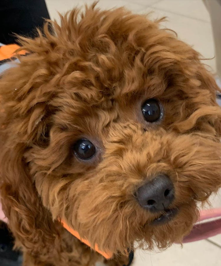 K9 SWiM Testimonial - Suki