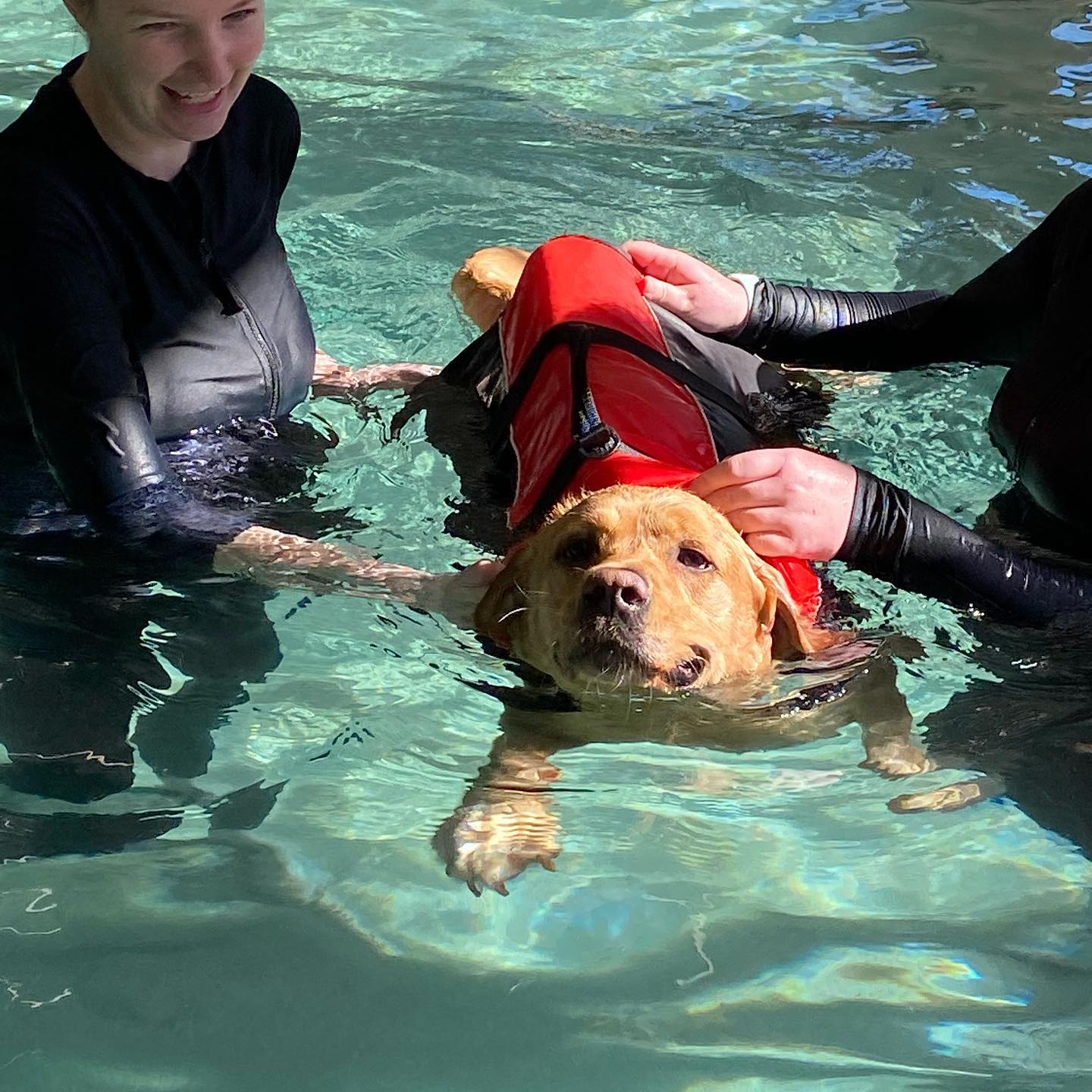 k9 swimming