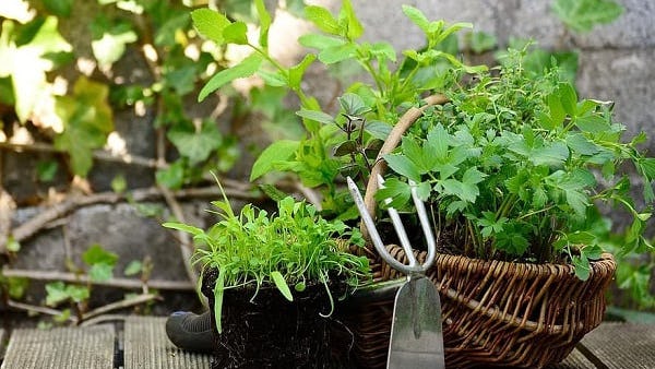 K9 SWiM - Grow Your Own Herbal Garden For Your Pet!