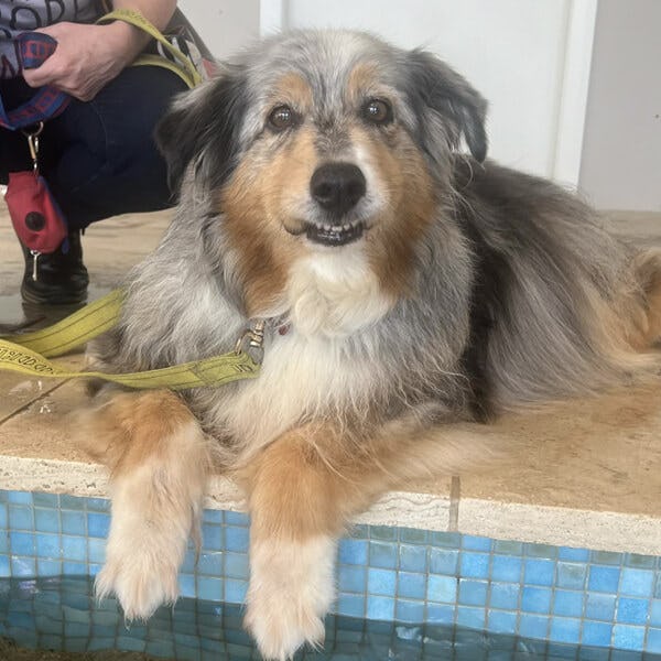 K9 SWiM Hydrotherapy and Wellness Centre