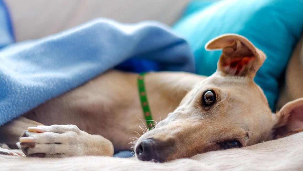 K9 SWiM - Greyhounds as Pets