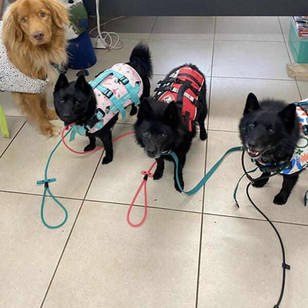 K9 SWiM Hydrotherapy and Wellness Centre