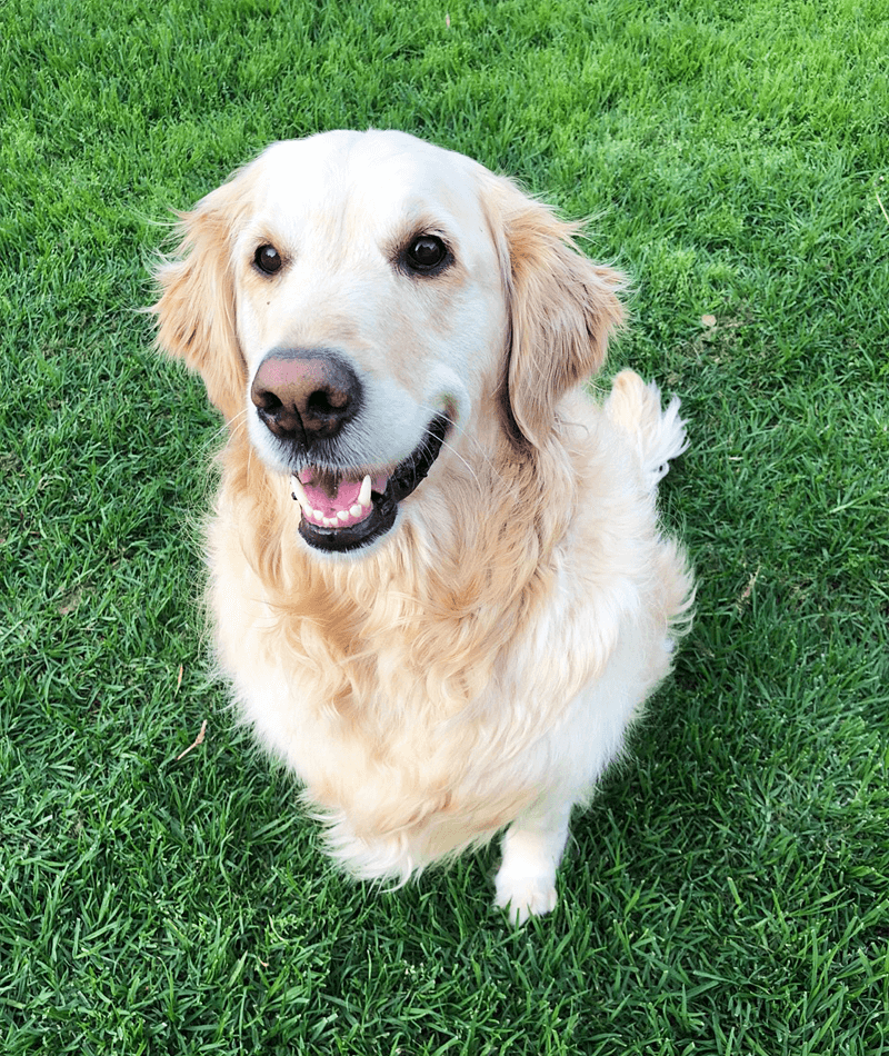 K9 SWiM Testimonial - Ellie