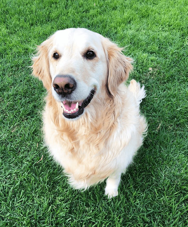 K9 SWiM Testimonial - Ellie