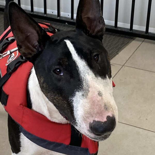 K9 SWiM Hydrotherapy and Wellness Centre