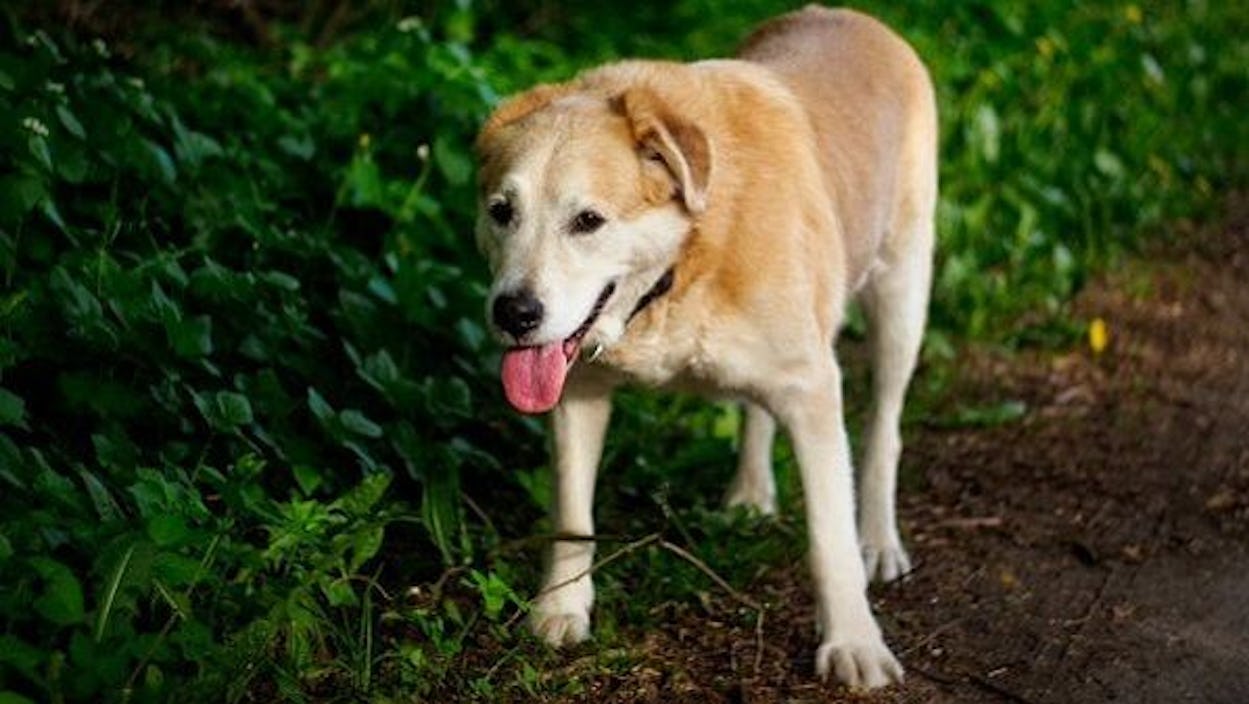 K9 SWiM - Osteopathy for the Senior Dog