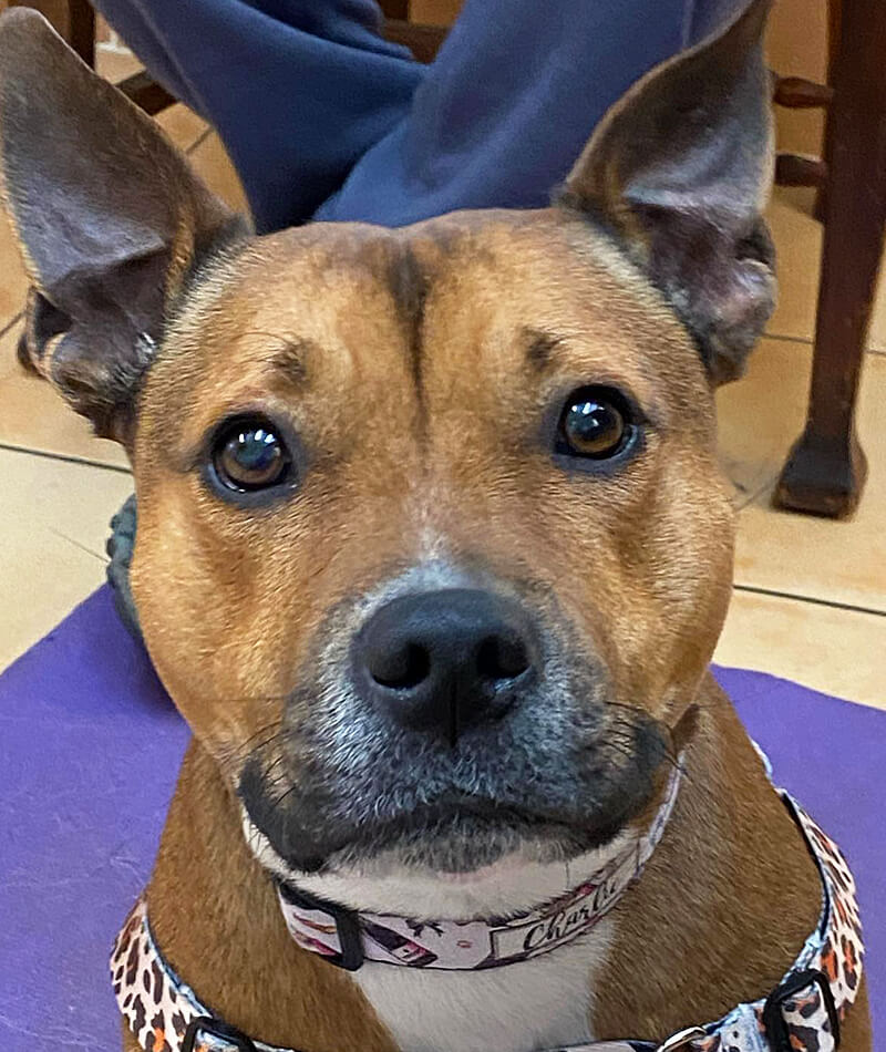 K9 SWiM Testimonial - Charlie