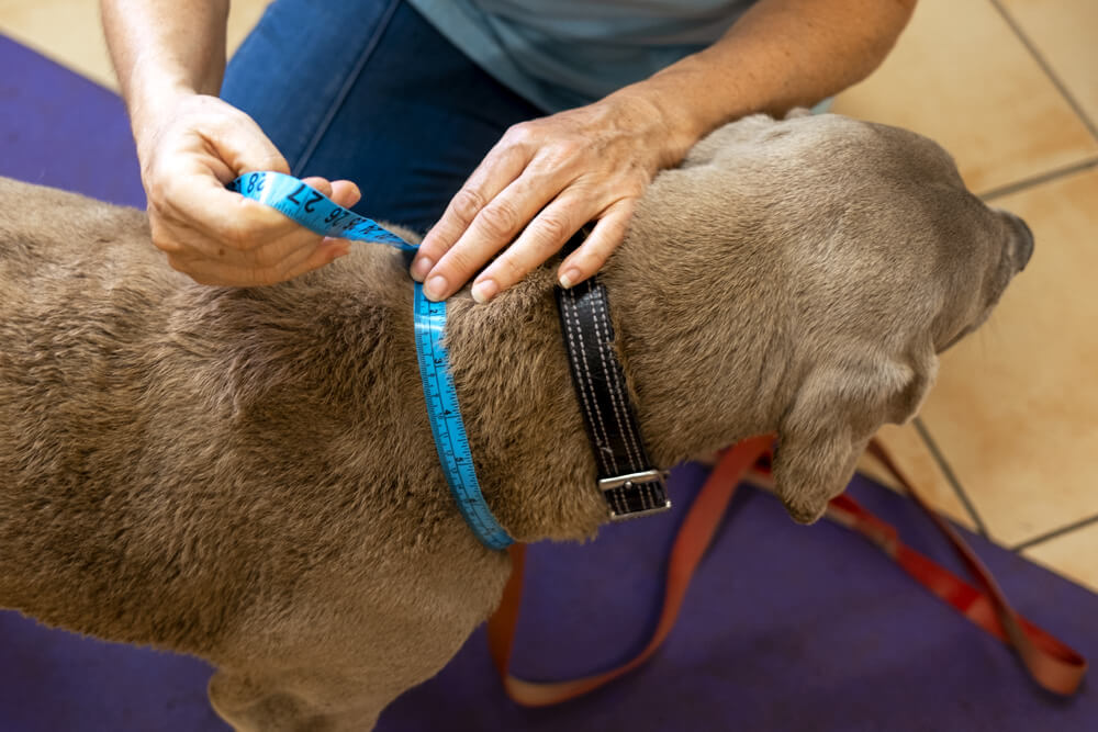 K9 SWiM Wellness Centre