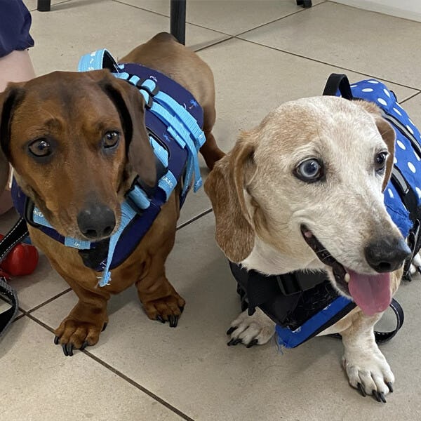 K9 SWiM Hydrotherapy and Wellness Centre