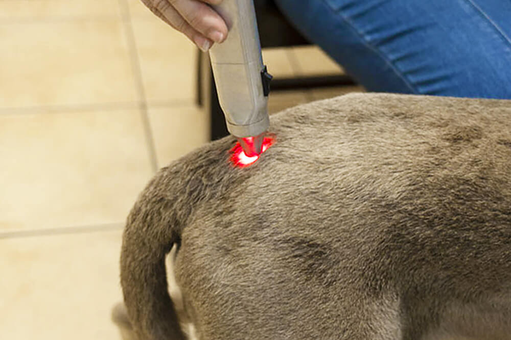 K9 SWiM Wellness Centre Photonic Therapy