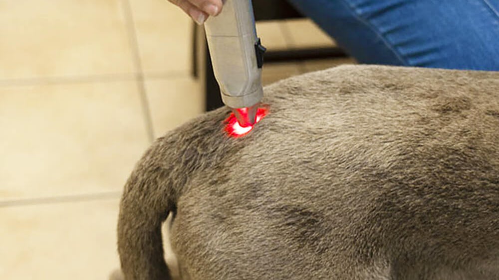 K9 SWiM Wellness Centre Photonic Therapy