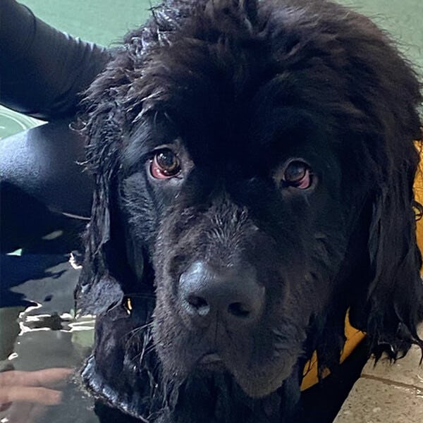 K9 SWiM Hydrotherapy and Wellness Centre