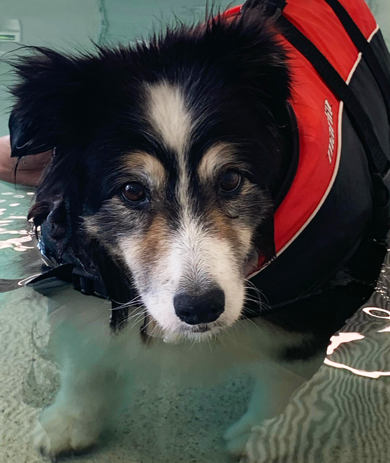 K9 SWiM Testimonial - Monday