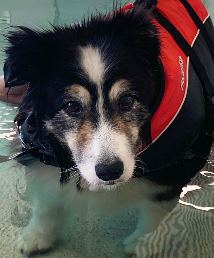 K9 SWiM Testimonial - Monday