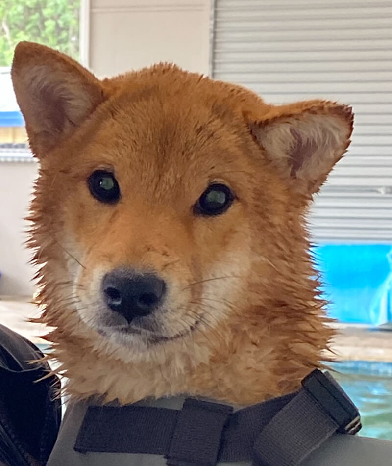 K9 SWiM Testimonial - Katsu