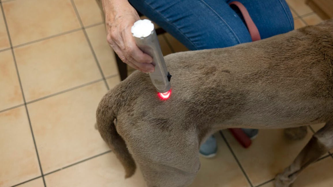 K9 SWiM - What is Photonic Therapy?