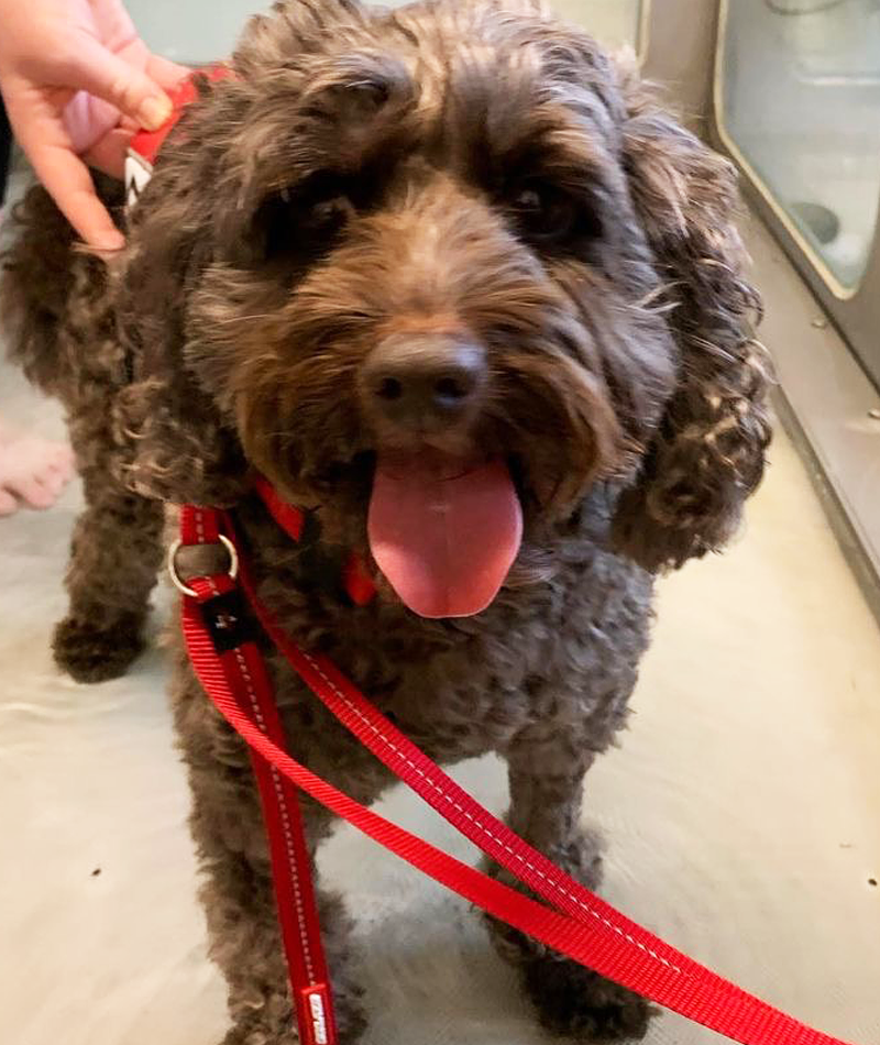 K9 SWiM Testimonial - Indy