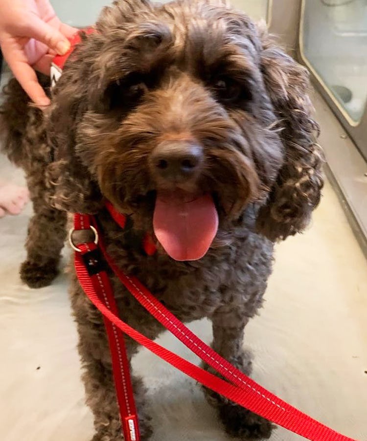 K9 SWiM Testimonial - Indy