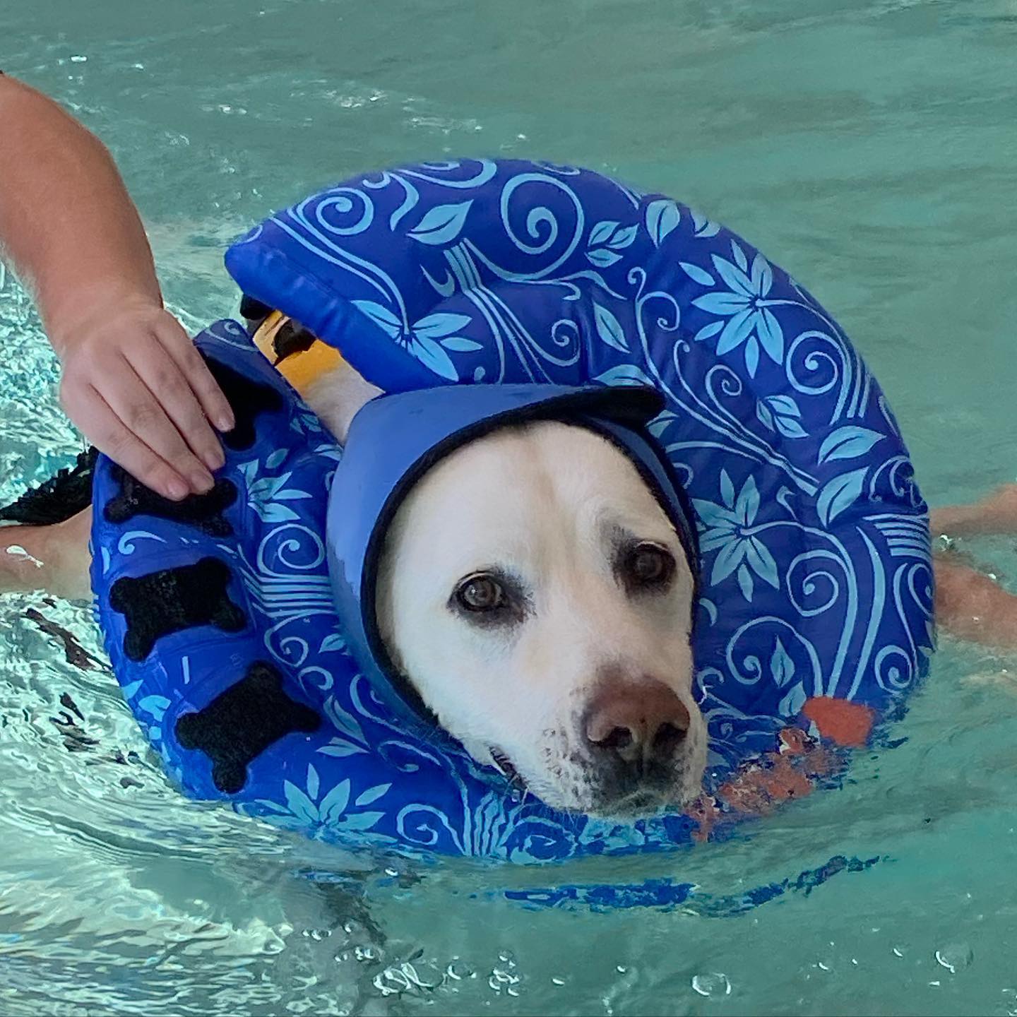 k9 swimming