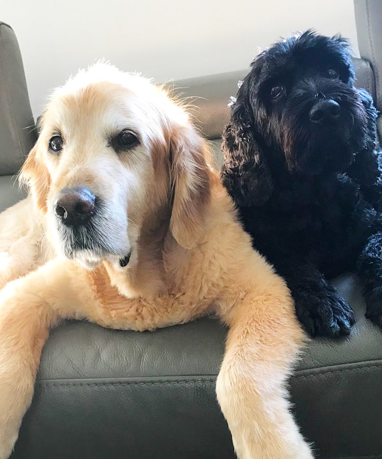 K9 SWiM Testimonial - Rusty and Charlie