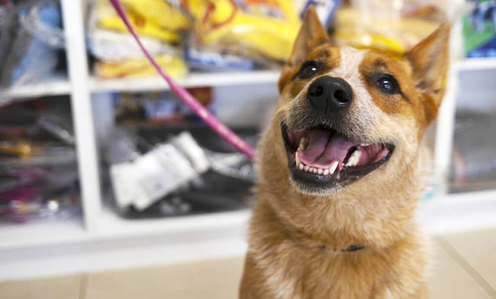 K9 SWiM Hydrotherapy Centre Fitness