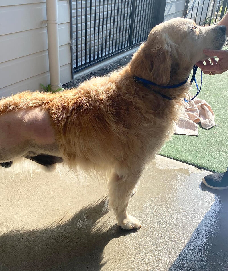 K9 SWiM Testimonial - Nelson