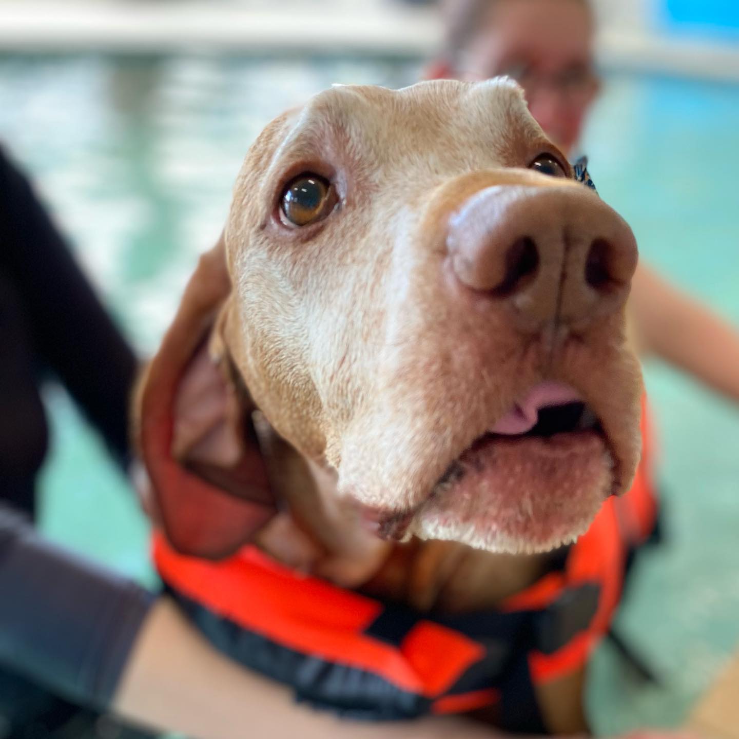 k9 swimming