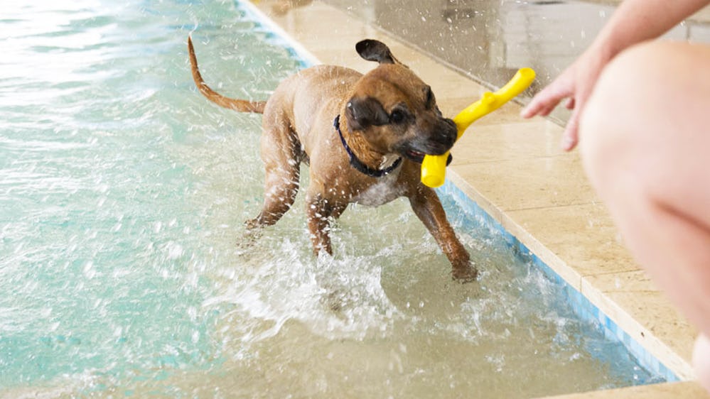 Dog 2024 rehab pool