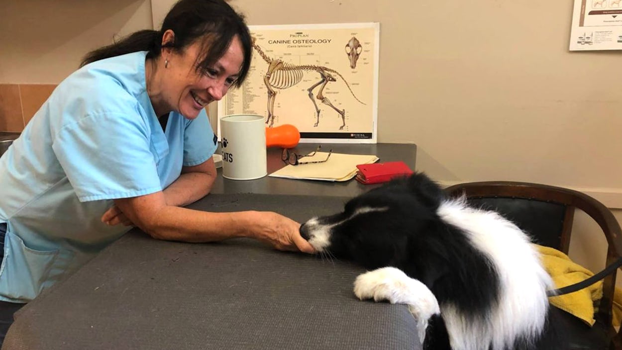 K9 SWiM & Hydrotherapy with Sharon Osmond