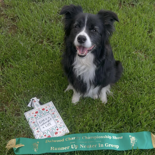 K9 SWiM Hydrotherapy and Wellness Centre