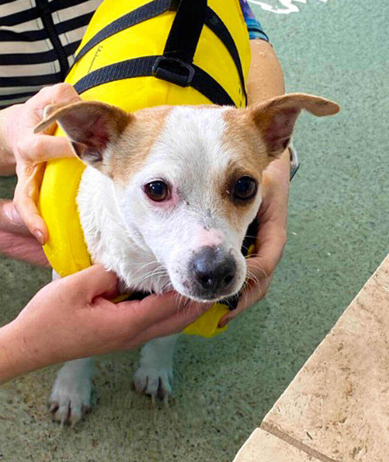 K9 SWiM Testimonial - Lucy