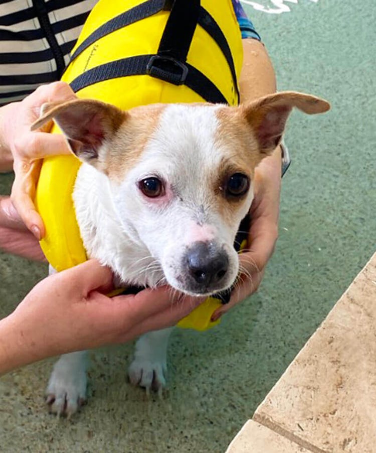 K9 SWiM Testimonial - Lucy