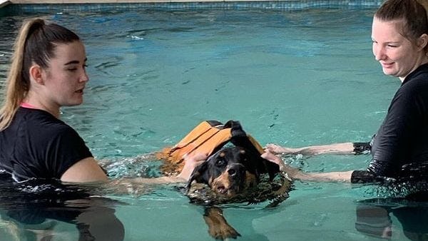 K9 SWiM - Rehabilitation For Your Dogs