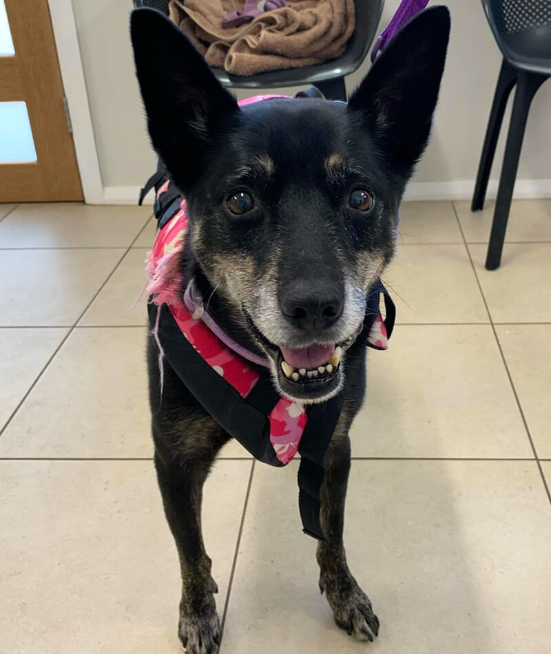 K9 SWiM Testimonial - Bella