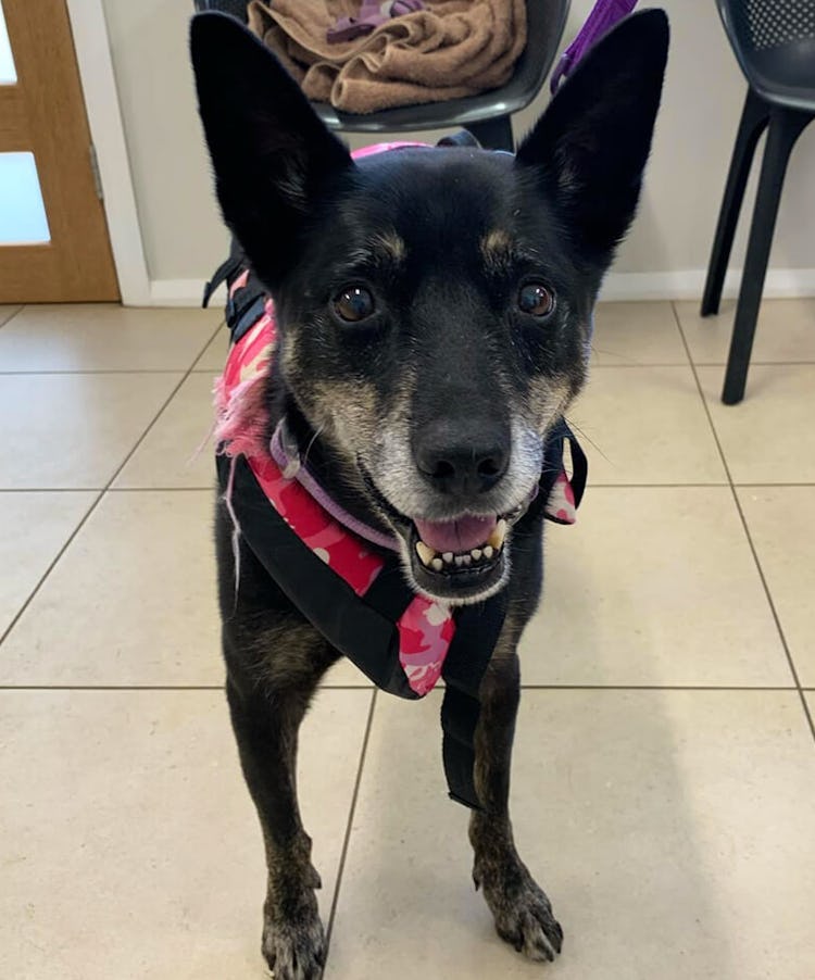 K9 SWiM Testimonial - Bella