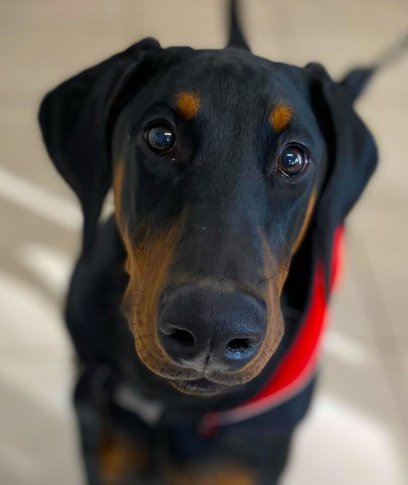 K9 SWiM - Testimonial for Simba