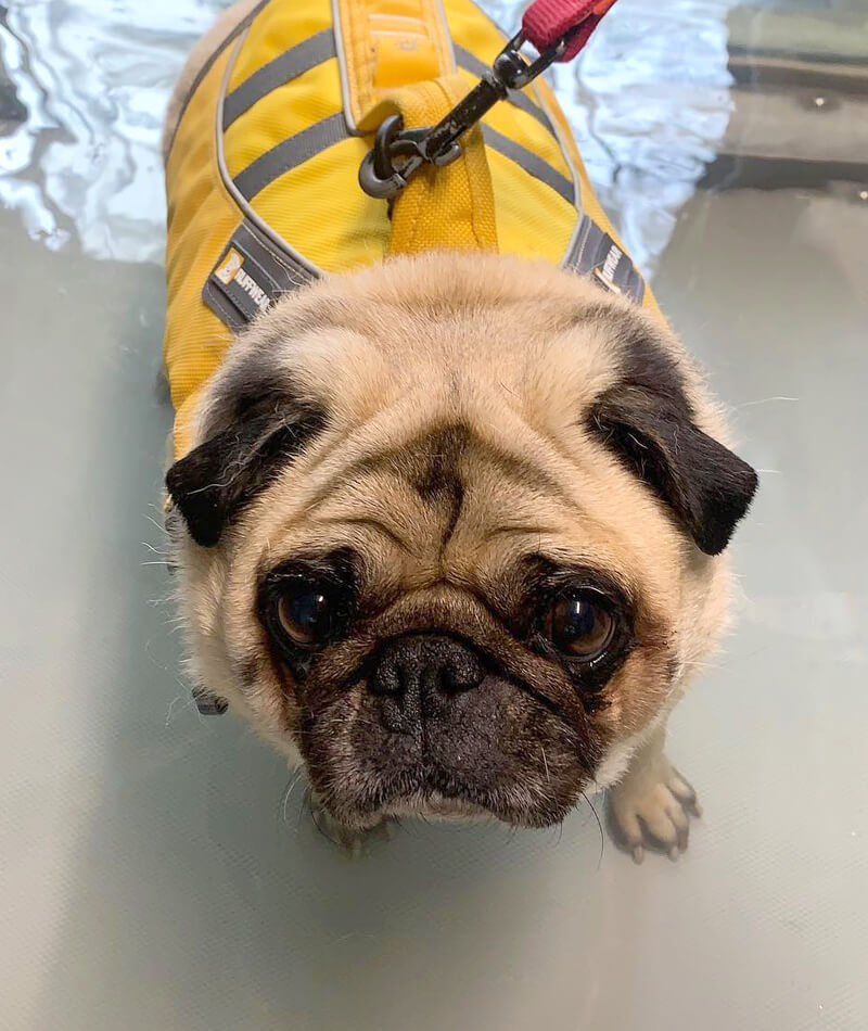 K9 SWiM Testimonial - Amigo