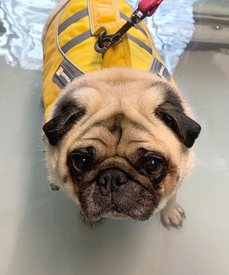 K9 SWiM Testimonial - Amigo